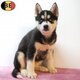 Splendides chiots Husky Sibérien à vendre