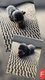 Chiots teckel nains poil court