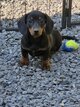 Chiots teckel nains poil court