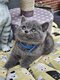 4 Mâles British Shorthair