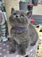 Mâle Bébé British Shorthair