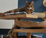 Toyger mâle 3 ans