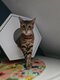 Toyger mâle 2 ans