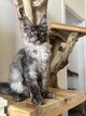 Maine Coon