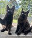 Maine Coon