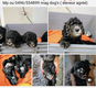Adorable caniche nain gris argenté