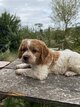 Chiot épagneul breton mâle