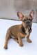 Bouledogue français
