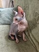 Chatons sphynx disponibles de suite