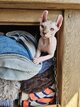 Chatons sphynx disponibles de suite