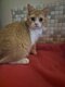 Magnifiques chatons Scottish Fold & Scottish...