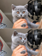🐾Superbe British shorthair avec Pédigree...