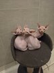 Sphynx chaton disponible a la revervation