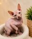 Sphynx chaton disponible