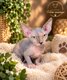 Sphynx chaton disponible