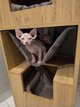 Sphynx chaton disponible a la revervation