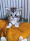 Maine coon pure race