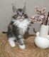 Maine coon pure race