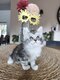 Maine coon pure race