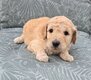 ❤️ Magnifiques chiots labradoodle ❤️
