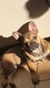 Bouledogue 7 mois femelle