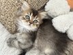 Chatons British Longhair à vendre