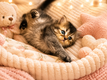 Chatons British Longhair à vendre