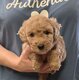 Adorables chiots Caniche Nain et Toy