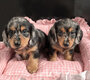 Magnifique teckels poil long Arlequin