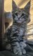 Maine coon élevage familial
