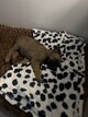 Berger Malinois 7 semaines Pur Race