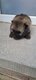 Magnifiques petits spitz