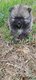 Magnifiques petits spitz