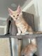 Maine coon