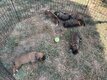 🐾   réserver   Chiots Boxer élevés en...