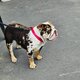 Bouledogue Anglais Gaïa
