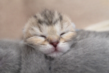 British Shorthair femelle