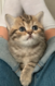 British Shorthair femelle