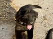 Chiots berger allemand noir