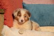 Chiots Berger Australien par Moon x Floki, juin 26