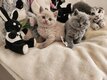 British shorthair : Lilac , bleu ,   black et...