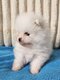 Spitz nain femelle