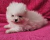 Spitz nain femelle