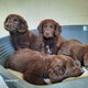 Chiots labrador pure race