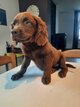 Chiots labrador pure race