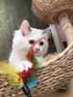 Chatons Ragdoll pure race