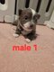 Male chihuahua poils long