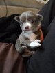 Male chihuahua poils long