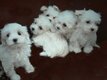 Bichons très beaux chiots à v