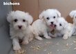 Bichons très beaux chiots à v